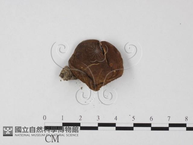 登錄號:F0025820藏品圖，第3張