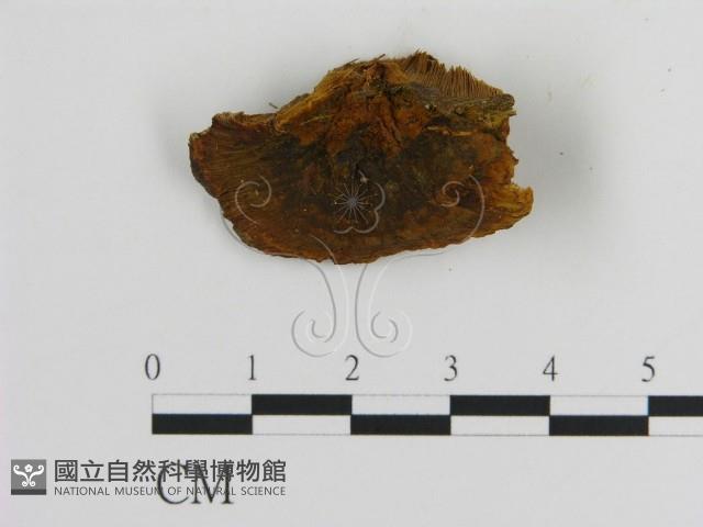 登錄號:F0005820藏品圖，第3張