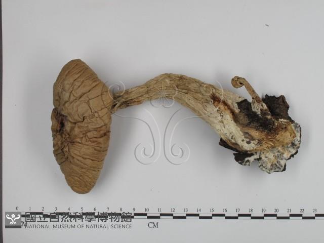登錄號:F0015820藏品圖，第3張