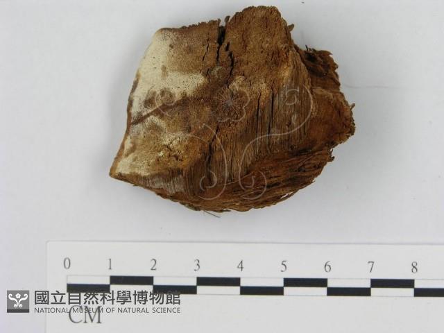 登錄號:F0019820藏品圖，第1張