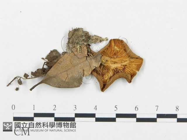 杯傘屬藏品圖，第3張