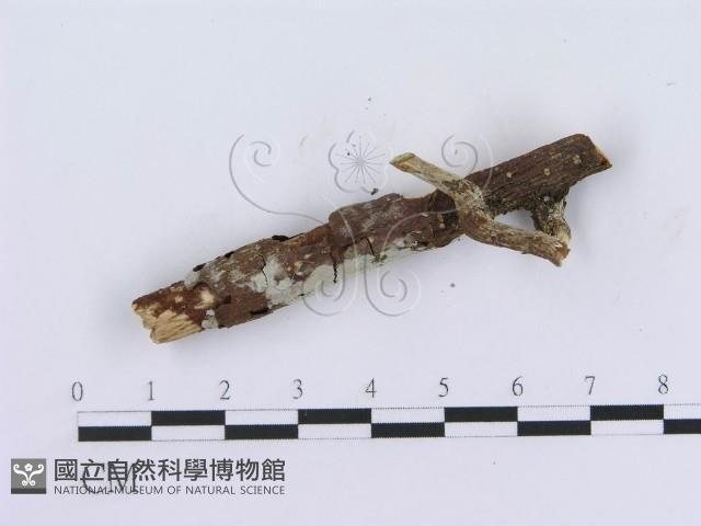 管齒菌屬藏品圖，第3張