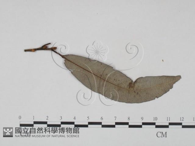 登錄號:F0018920藏品圖，第3張