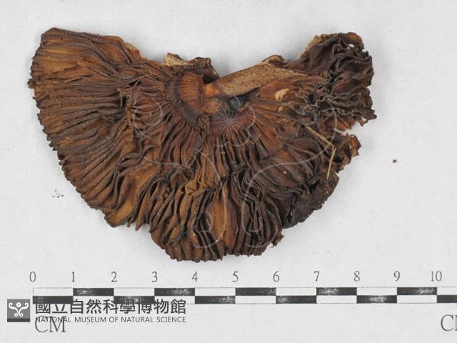 登錄號:F0026920藏品圖，第3張