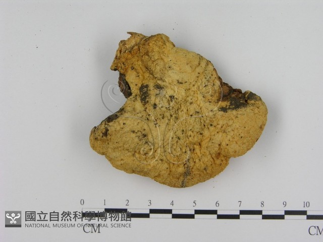 登錄號:F0016920藏品圖，第3張