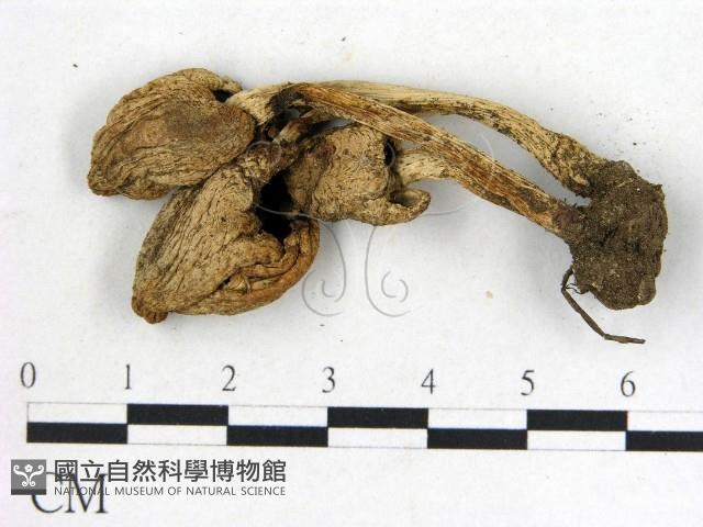 登錄號:F0021920藏品圖，第3張