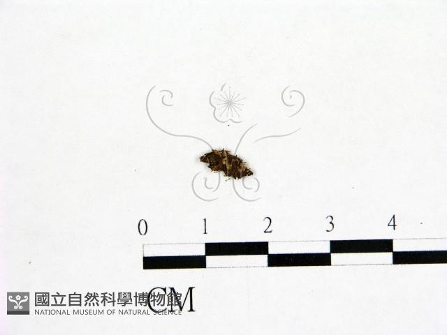 登錄號:F0001920藏品圖，第3張