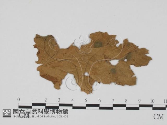 登錄號:F0011920藏品圖，第3張