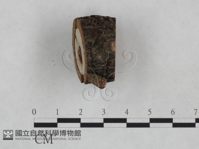 登錄號:F0024920藏品圖，第3張