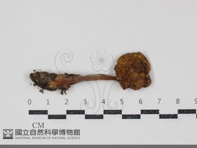 登錄號:F0034920藏品圖，第3張