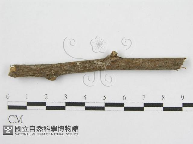 登錄號:F0012920藏品圖，第3張