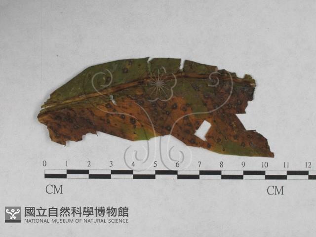 登錄號:F0027920藏品圖，第1張