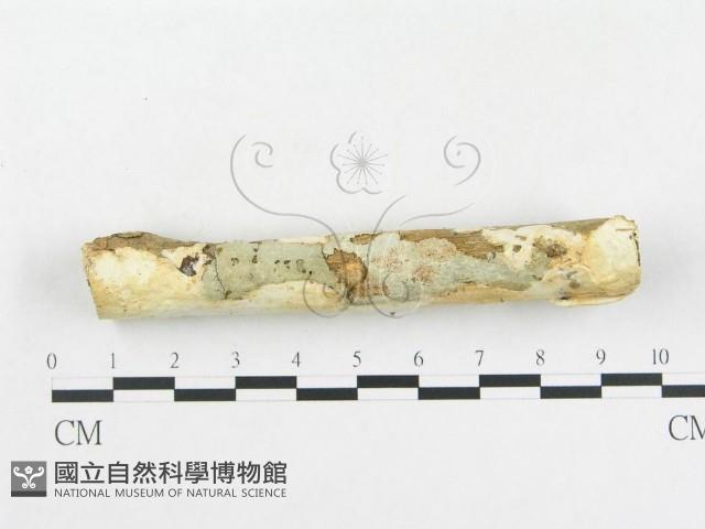 登錄號:F0007920藏品圖，第3張