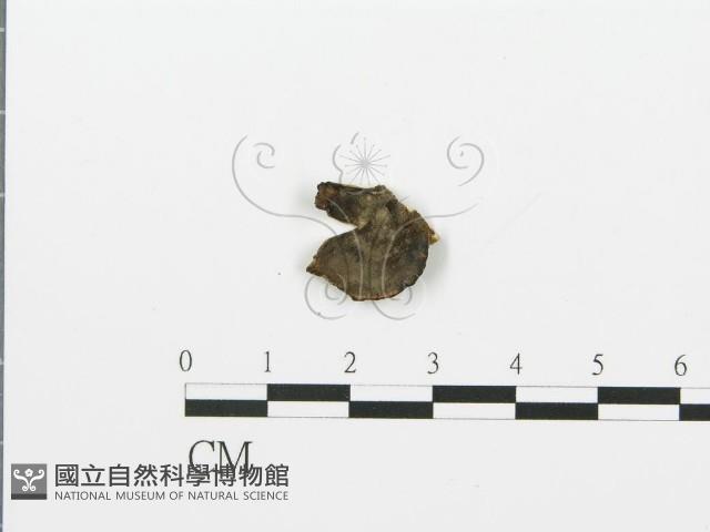 煙管菌藏品圖，第3張