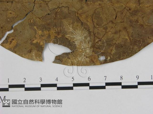 小皮傘屬藏品圖，第3張