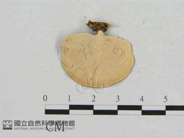 相鄰小孔菌藏品圖，第3張