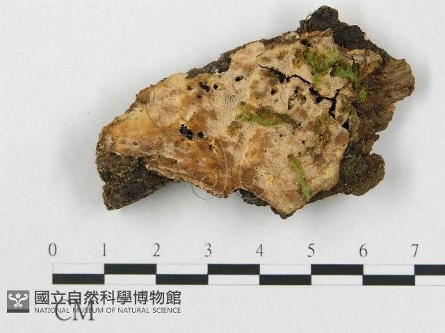登錄號:F0019920藏品圖，第1張