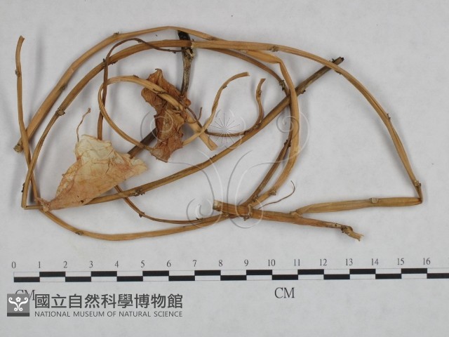 登錄號:F0023920藏品圖，第3張