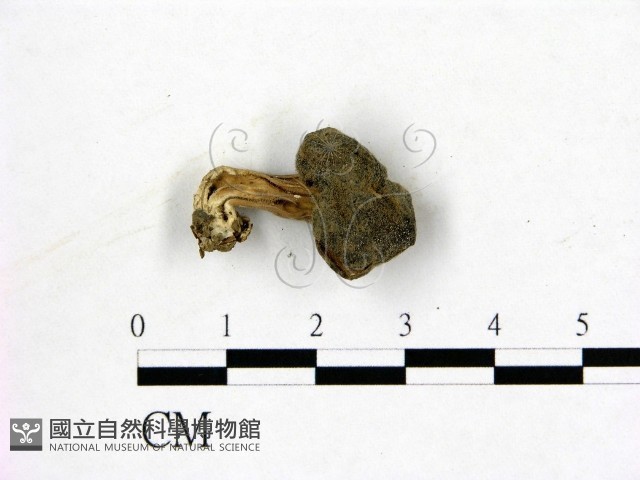 登錄號:F0013920藏品圖，第3張