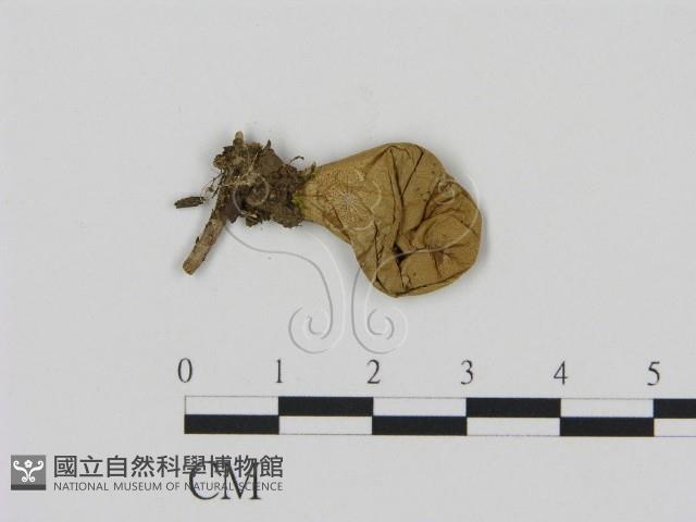 登錄號:F0000620藏品圖，第3張