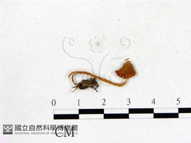 登錄號:F0010620藏品圖，第3張
