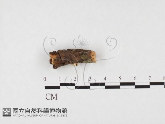 登錄號:F0026620藏品圖，第3張