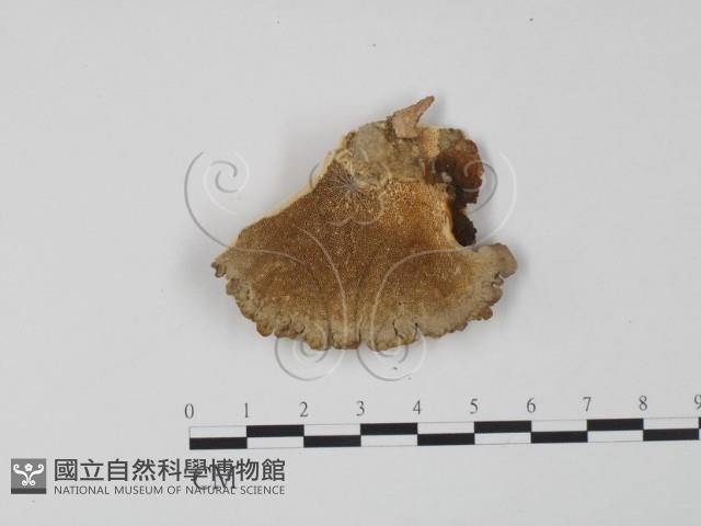 登錄號:F0006620藏品圖，第3張