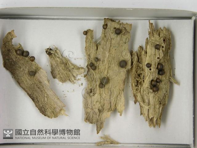登錄號:F0021620藏品圖，第3張