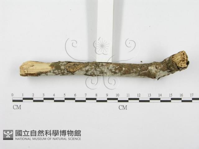 登錄號:F0001620藏品圖，第3張