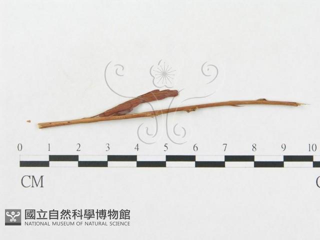 登錄號:F0011620藏品圖，第1張