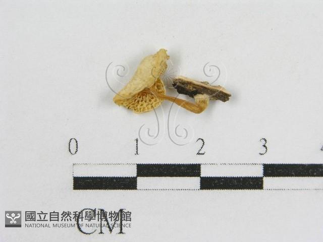 登錄號:F0012620藏品圖，第3張