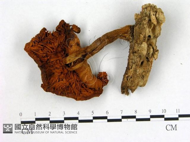 登錄號:F0007620藏品圖，第3張