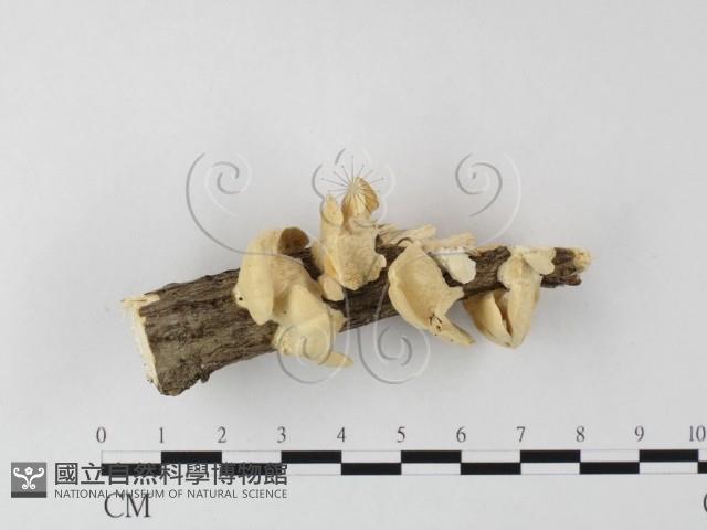 登錄號:F0025620藏品圖，第3張