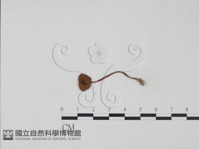 登錄號:F0005620藏品圖，第3張