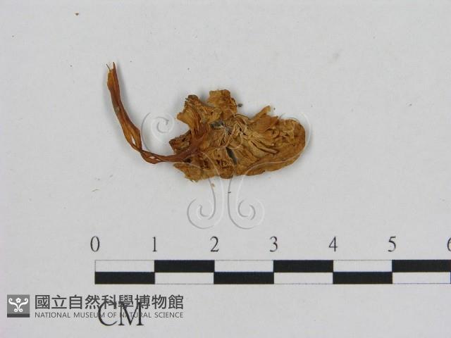 小菇屬藏品圖，第3張