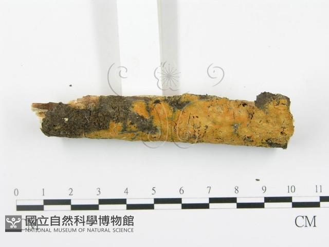 登錄號:F0003620藏品圖，第3張