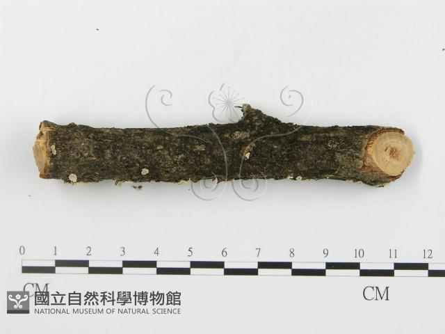 登錄號:F0013620藏品圖，第3張