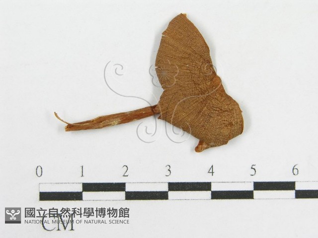 粉褶菌屬藏品圖，第3張