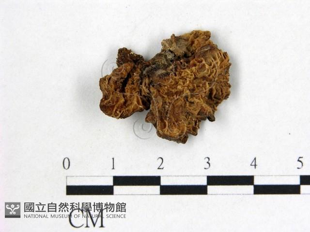 皺木耳藏品圖，第3張
