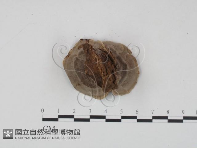 登錄號:F0010420藏品圖，第3張
