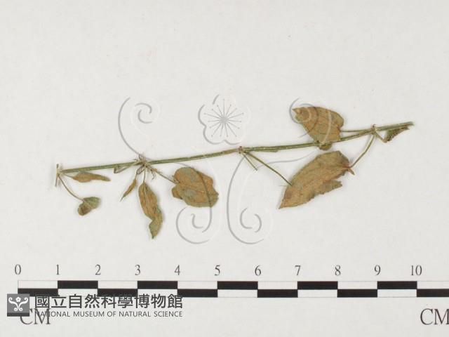 登錄號:F0026420藏品圖，第1張