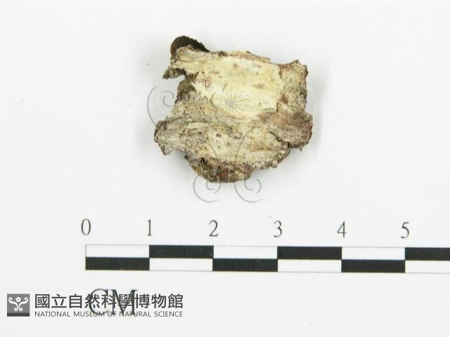 煙管菌藏品圖，第3張