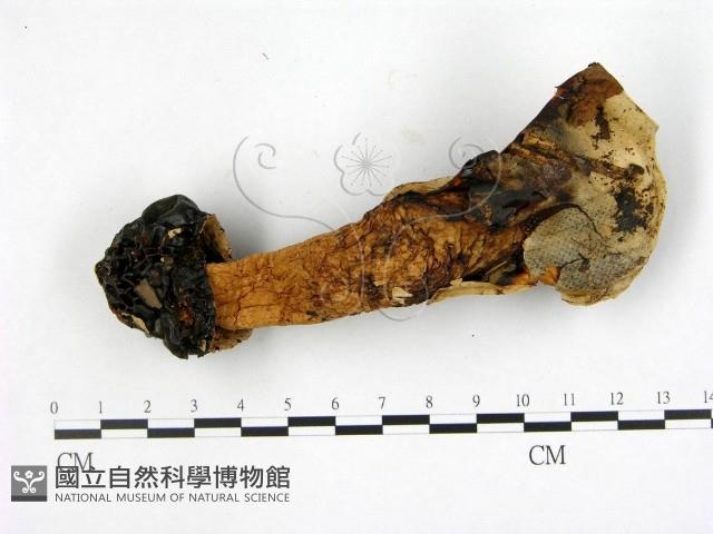 登錄號:F0016420藏品圖，第3張