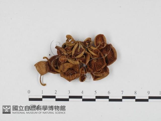 登錄號:F0024420藏品圖，第3張