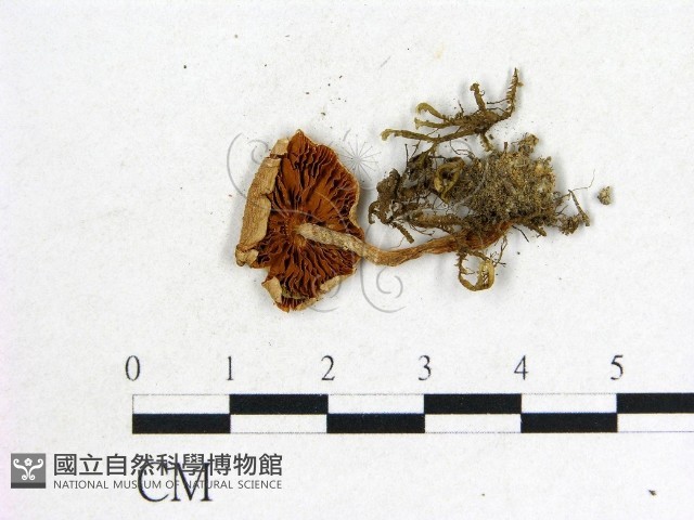 登錄號:F0014420藏品圖，第3張