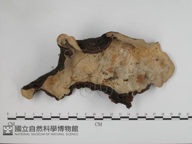 登錄號:F0002420藏品圖，第3張