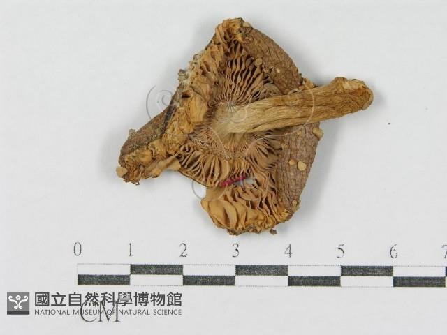 登錄號:F0007420藏品圖，第3張