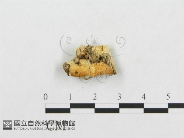 登錄號:F0017420藏品圖，第1張