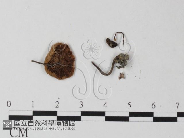 登錄號:F0025420藏品圖，第3張