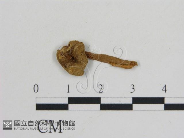乳菇屬藏品圖，第3張